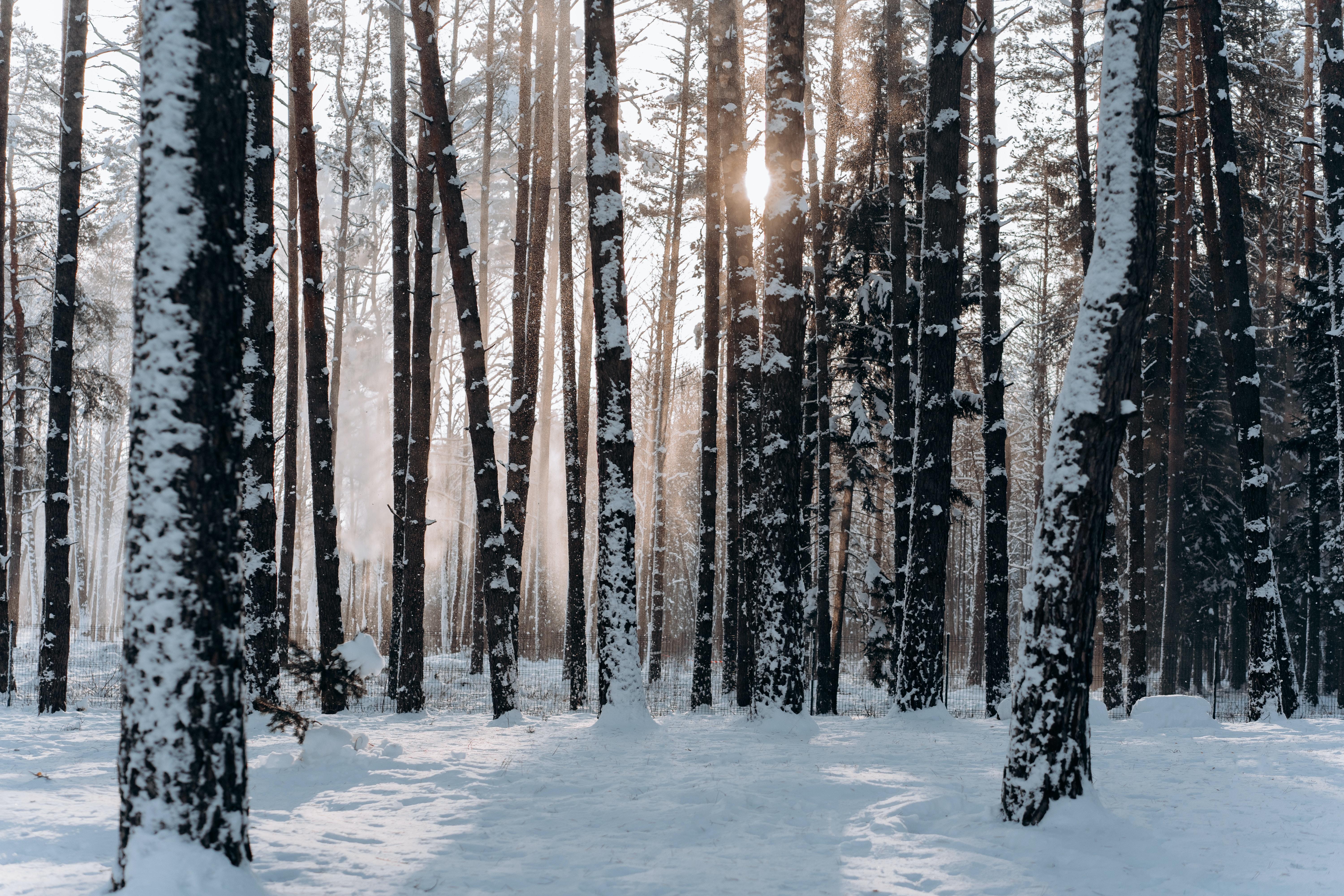 winter tree image